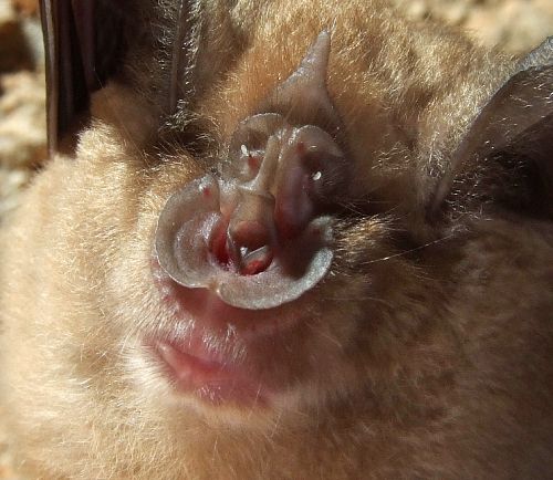chauve souris - museau de rhinolophe en gros plan chauve souris - museau de rhinolophe en gros plan