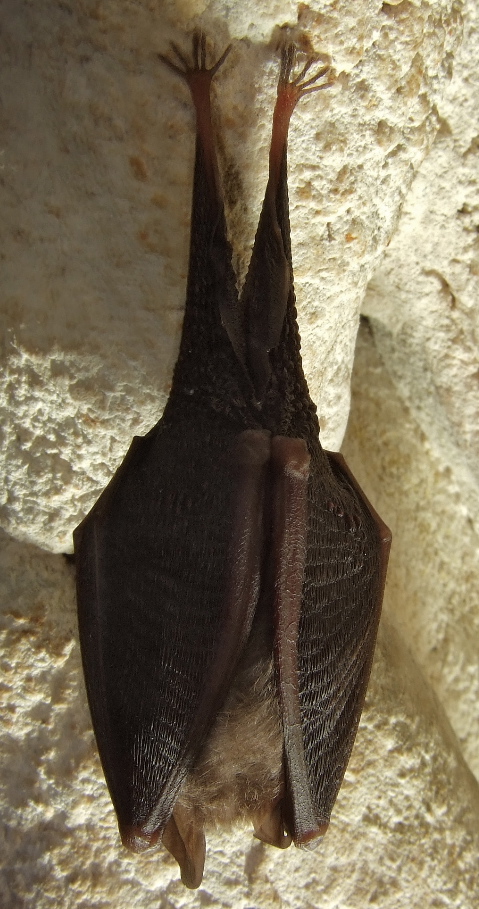 Petit rhinolohpe Petit rhinolohpe