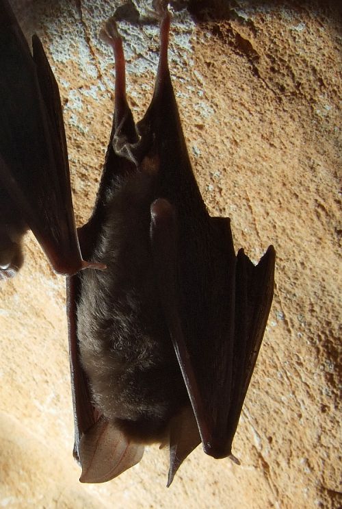 chauve souris - rhinolophe euryale chauve souris - rhinolophe euryale