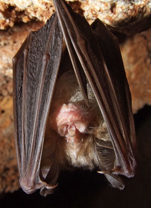 Grand rhinolophe Grand rhinolophe