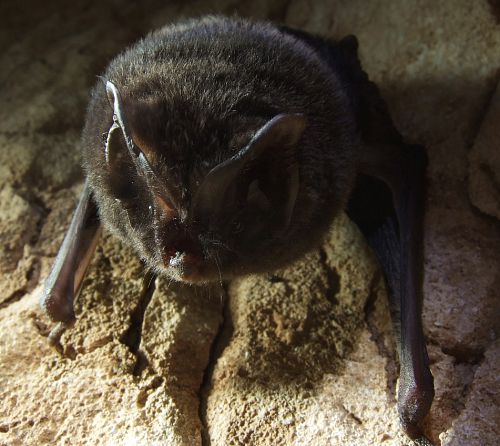 chauve souris - barbastelle chauve souris - barbastelle
