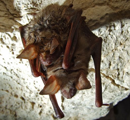 chauve souris - murins à oreilles échancrées chauve souris - murins à oreilles échancrées