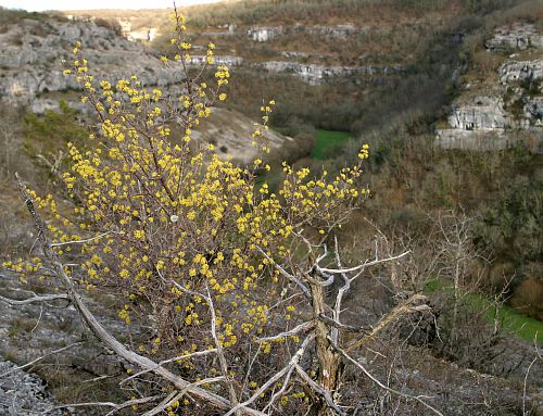 cornouiller mâle en fleurs devant la vallée de l'alzou à rocamadour cornouiller mâle en fleurs devant la vallée de l'alzou à rocamadour