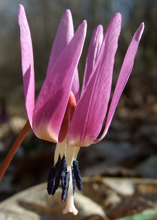 Fleur de Dens-canis Fleur de Dens-canis
