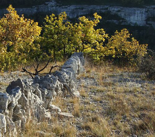 biotope de tulipes australes, causse à rocamadour biotope de tulipes australes, causse à rocamadour