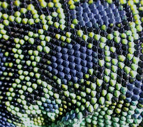 écailles et ocelles de lacerta lepida écailles et ocelles de lacerta lepida