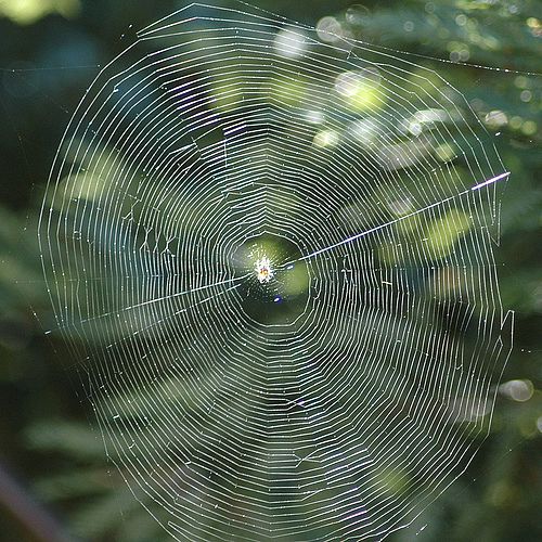 toile d'araignée terminée toile d'araignée terminée