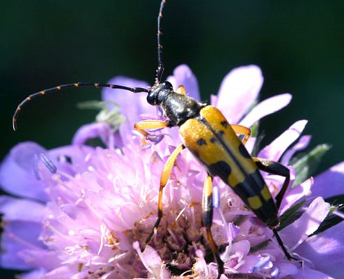 leptura maculata sur une fleur de scabieuse leptura maculata sur une fleur de scabieuse