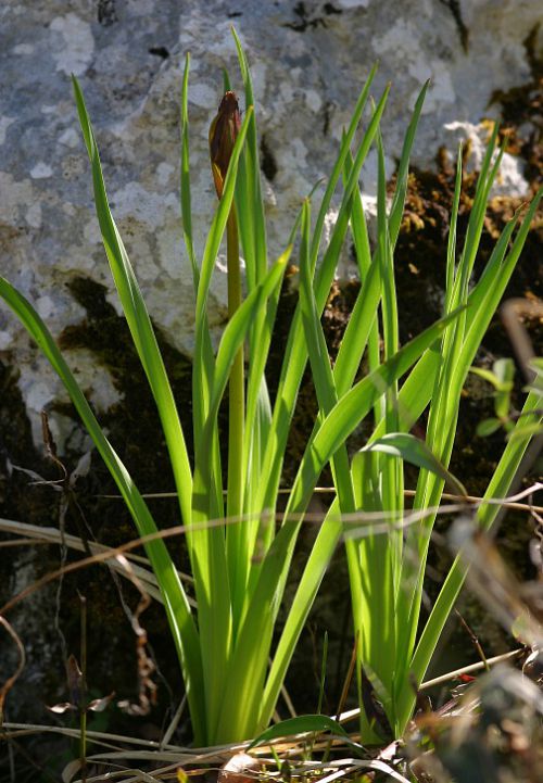 Feuilles d'Asphodèle