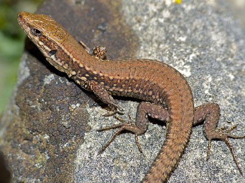 lézard des murailles sur un mur lézard des murailles sur un mur