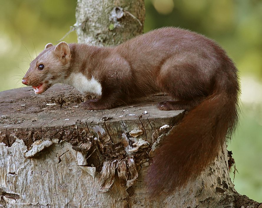 Fouine sur une souche Fouine sur une souche