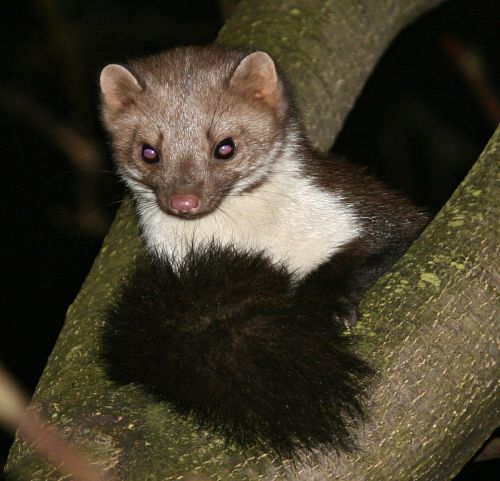 fouine martes foina la nuit fouine martes foina la nuit