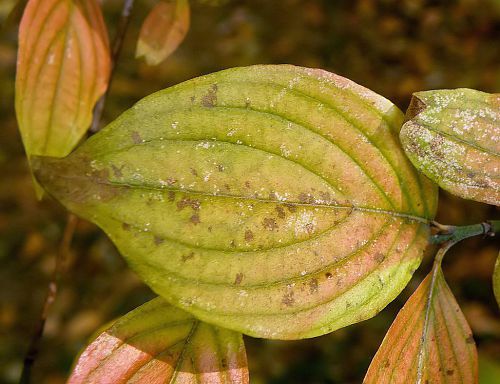 Feuille de Cornus mas - Cornouiller mâle Feuille de Cornus mas - Cornouiller mâle