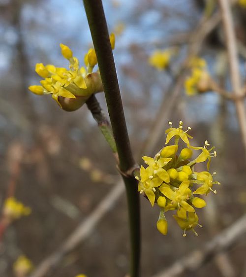 fleur de cornouiller mâle fleur de cornouiller mâle