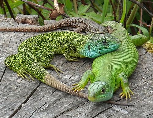 deux lézards verts - Lacerta bilineata deux lézards verts - Lacerta bilineata