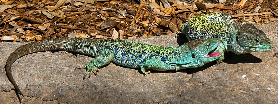 Deux mâles Lacerta lepida à l'attaque Deux mâles Lacerta lepida à l'attaque
