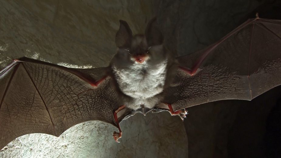 Rhinolophe en vol dans une caverne Rhinolophe en vol dans une caverne