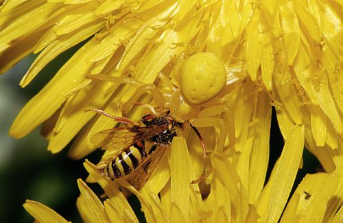 araignée crabe jaune vif dans une fleur araignée crabe jaune vif dans une fleur
