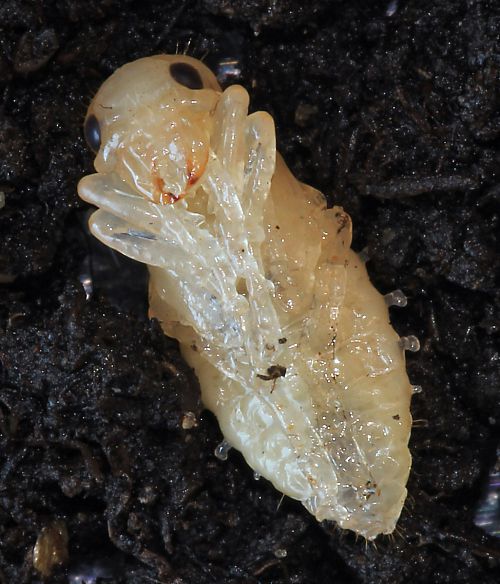 Nymphe de carabus Nymphe de carabus