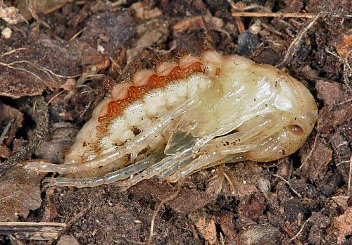 mue imaginale de carabe mue imaginale de carabe