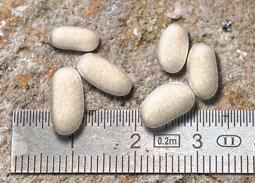 Œufs de carabe Œufs de carabe