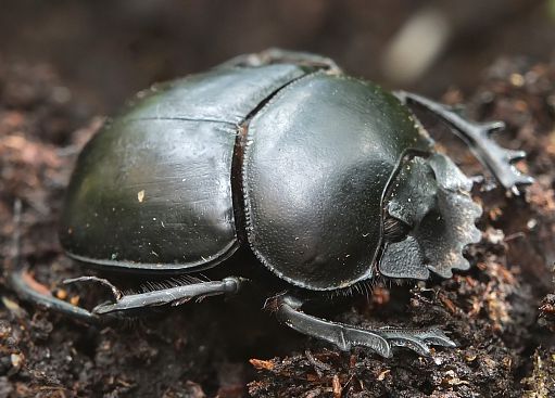 Scarabée sacré se déplaçant sur le sol Scarabée sacré se déplaçant sur le sol