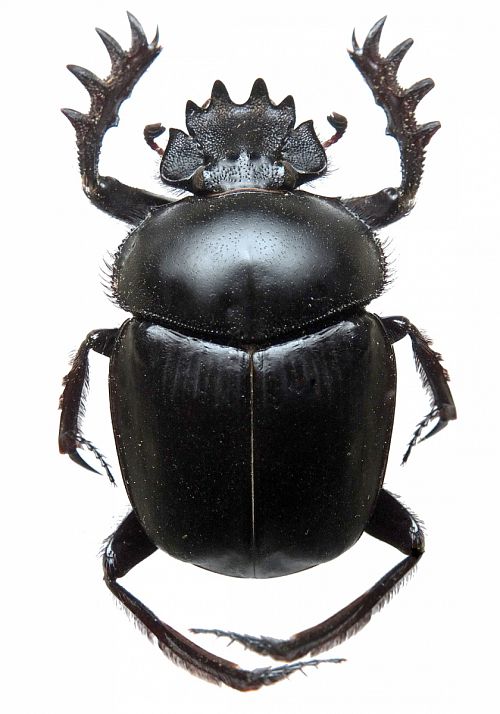 Scarabée sacré préparé en collection Scarabée sacré préparé en collection