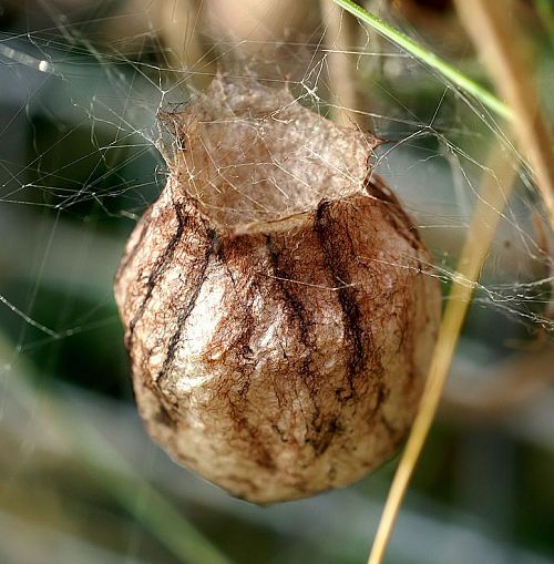 soie papyracée d'araignée argiope soie papyracée d'araignée argiope