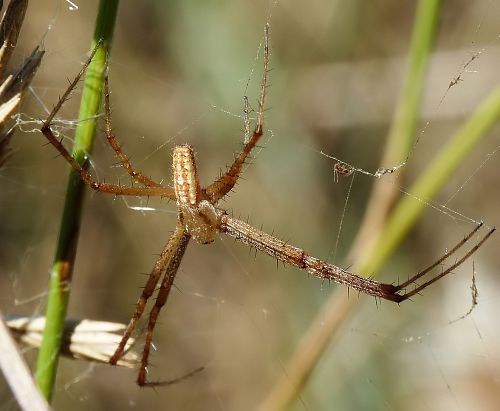 araignée argiope mâle les pattes en croix araignée argiope mâle les pattes en croix