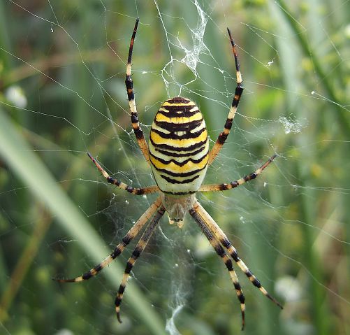 Argiope bruennichi femelle sur sa toile, vue dorsale Argiope bruennichi femelle sur sa toile, vue dorsale
