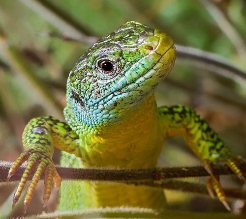 Tête de lézard vert en gros plan - Lacerta bilineata Tête de lézard vert en gros plan - Lacerta bilineata