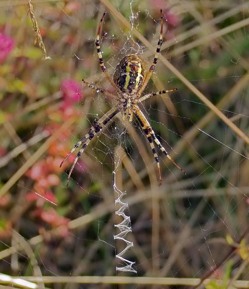 Argiope frelon, face ventrale sur son stabilimentum Argiope frelon, face ventrale sur son stabilimentum