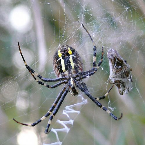 araignée argiope emmaillote sa proie araignée argiope emmaillote sa proie
