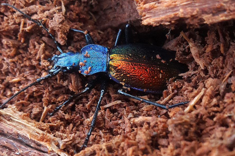 Chrysocarabus hispanus surpris dans sa loge hivernale Chrysocarabus hispanus surpris dans sa loge hivernale