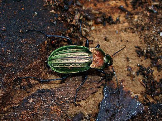 Carabus cancellatus Carabus cancellatus