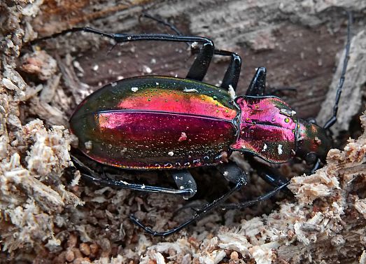 Chrysocarabus splendens sous une écorce en plein hiver Chrysocarabus splendens sous une écorce en plein hiver