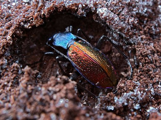 Carabus hispanus Carabus hispanus