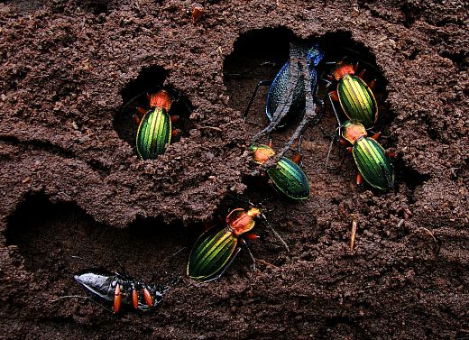 carabus auronitens et carabus intricatus dans leurs loges sous une écorce de bois en décomposition carabus auronitens et carabus intricatus dans leurs loges sous une écorce de bois en décomposition