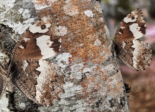 Sylvandre sur un bouleau Sylvandre sur un bouleau