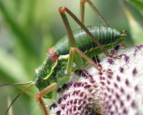 sauterelle verte sur une fleur de chardon sauterelle verte sur une fleur de chardon