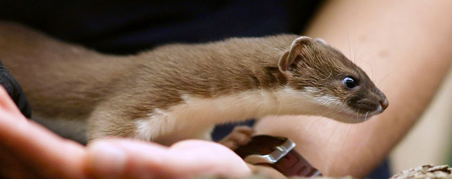 Belette dans la main Belette dans la main