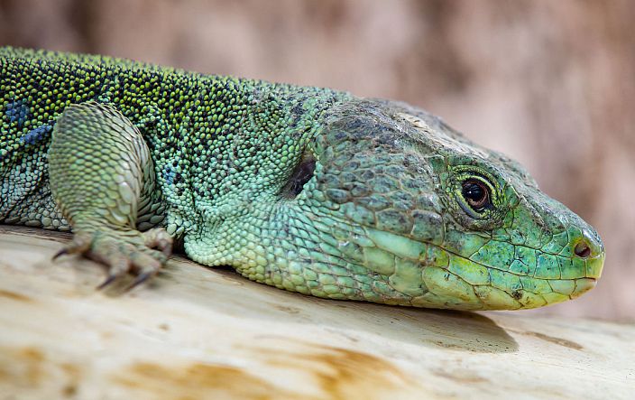 Gros plan de lézard ocelé - Lacerta lepida Gros plan de lézard ocelé - Lacerta lepida
