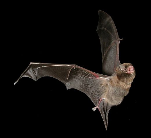 Chauve souris - Minioptère - Minioterus schreibersii Chauve souris - Minioptère - Minioterus schreibersii