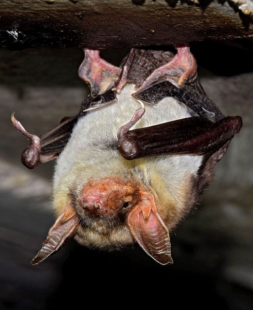 Chauve souris -Grand murin Myotos myotis Chauve souris -Grand murin Myotos myotis