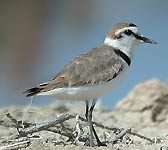 Charadrius alexandrinus