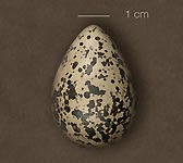 Pluvialis squatarola