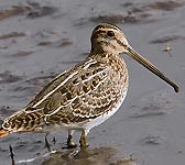 Gallinago gallinago