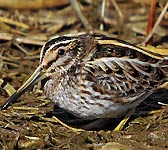 Lymnocryptes minimus