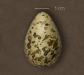 Lymnocryptes minimus