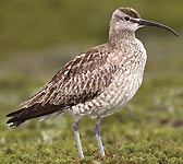 Numenius phaeopus